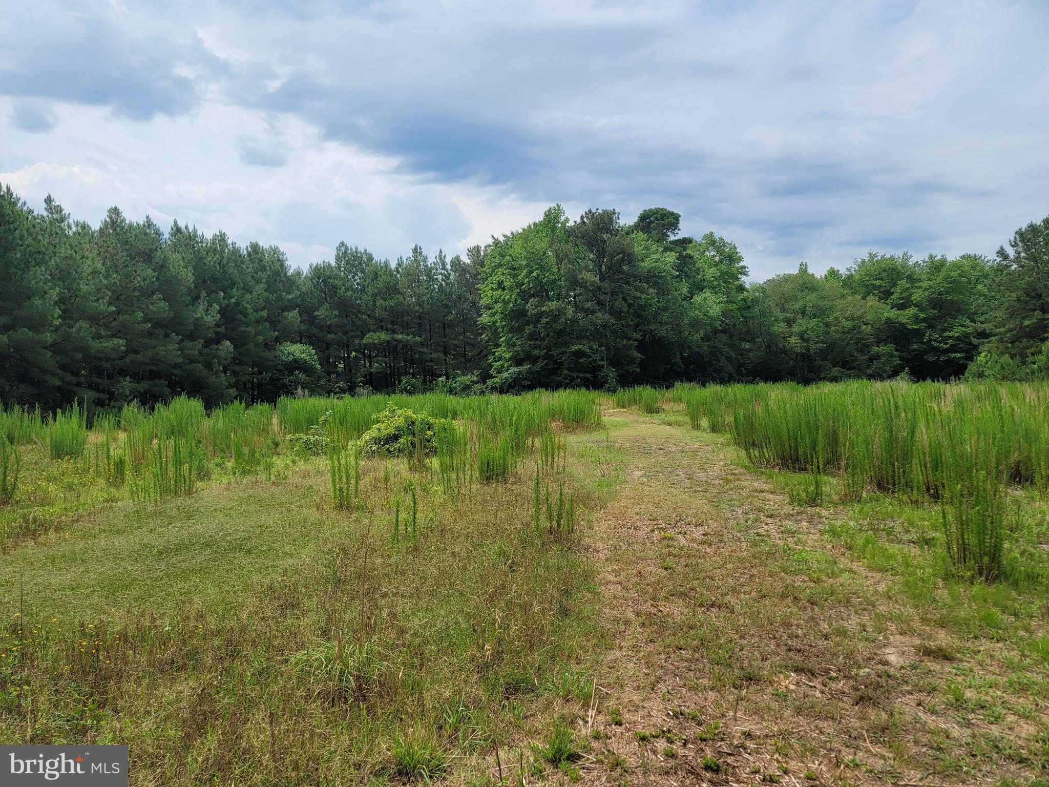 0 Sixty Sixty Foot Road Pittsville, MD 21850 - Photo 5 of 18 Front Field