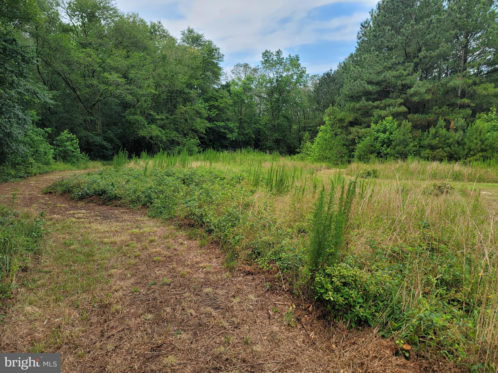 0 Sixty Sixty Foot Road Pittsville, MD 21850 - Photo 6 of 18 Front Field