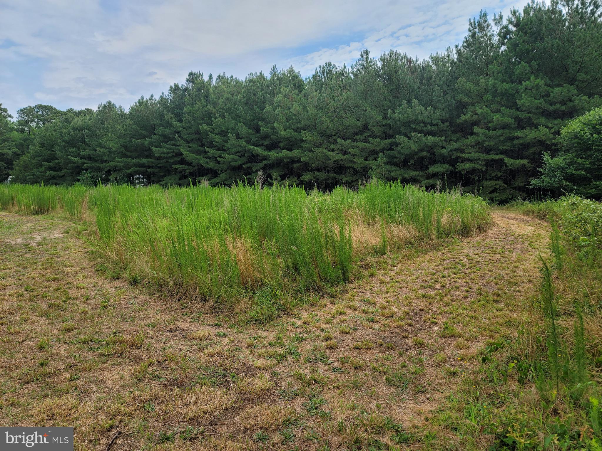 0 Sixty Sixty Foot Road Pittsville, MD 21850 - Photo 7 of 18 Front Field