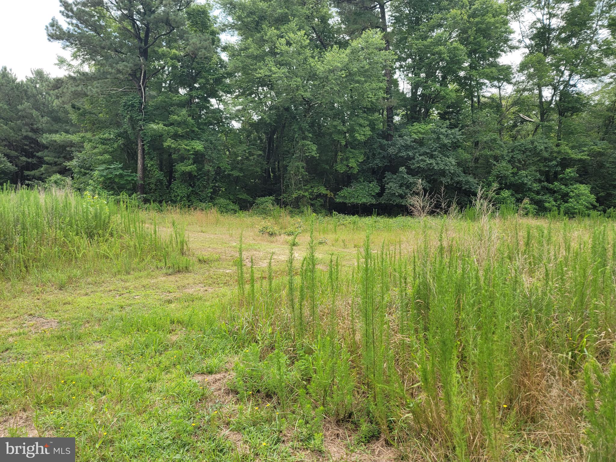 0 Sixty Sixty Foot Road Pittsville, MD 21850 - Photo 8 of 18 Front Field