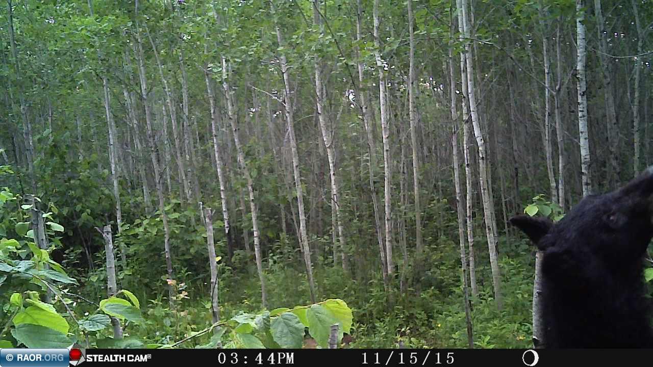 10950 Co Road Orr, MN 55771 - Photo 12 of 16