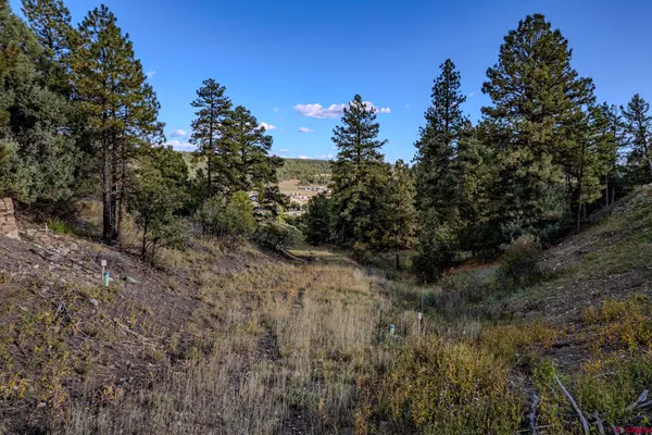 a view of a forest with trees in the background
