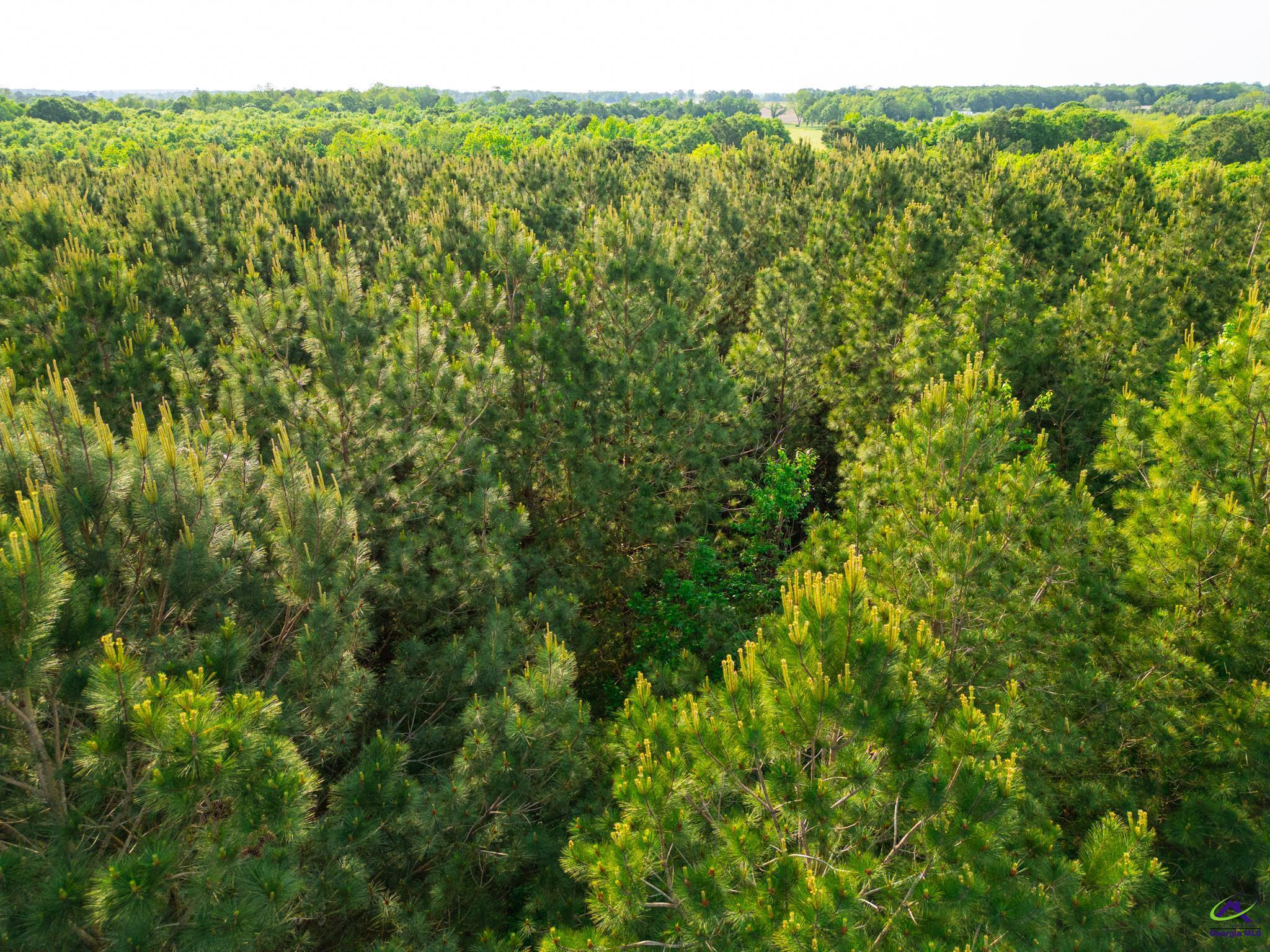 1 Tippettville Road Pineview, GA 31071 - Photo 24 of 39