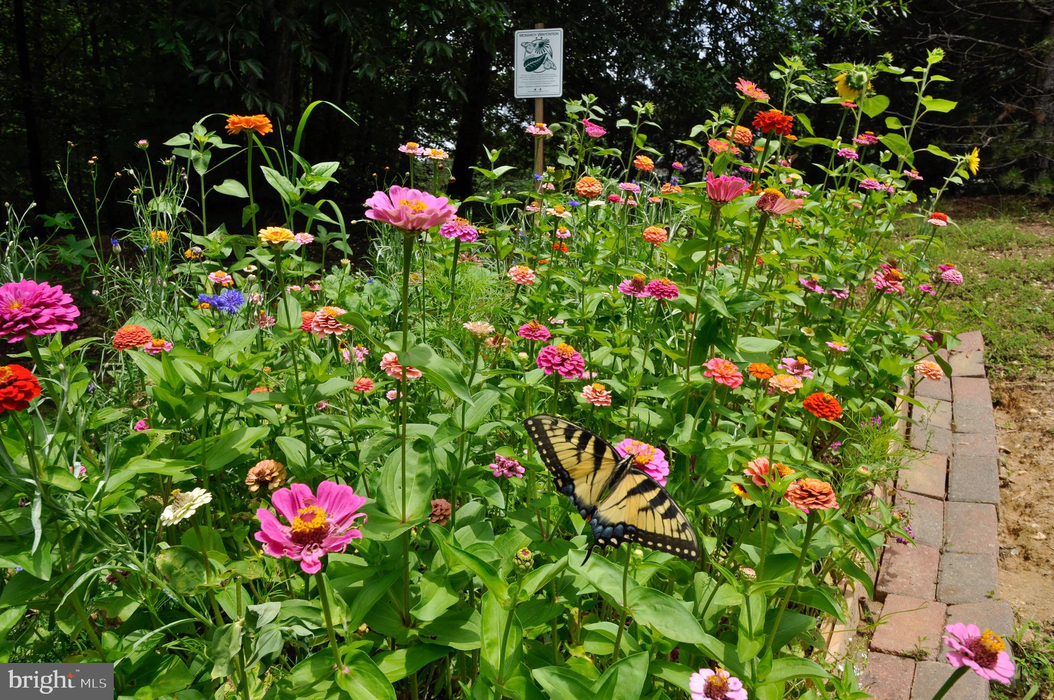 8504 Passapatanzy Road King George, VA 22485 - Photo 5 of 38 A certified butterfly garden!