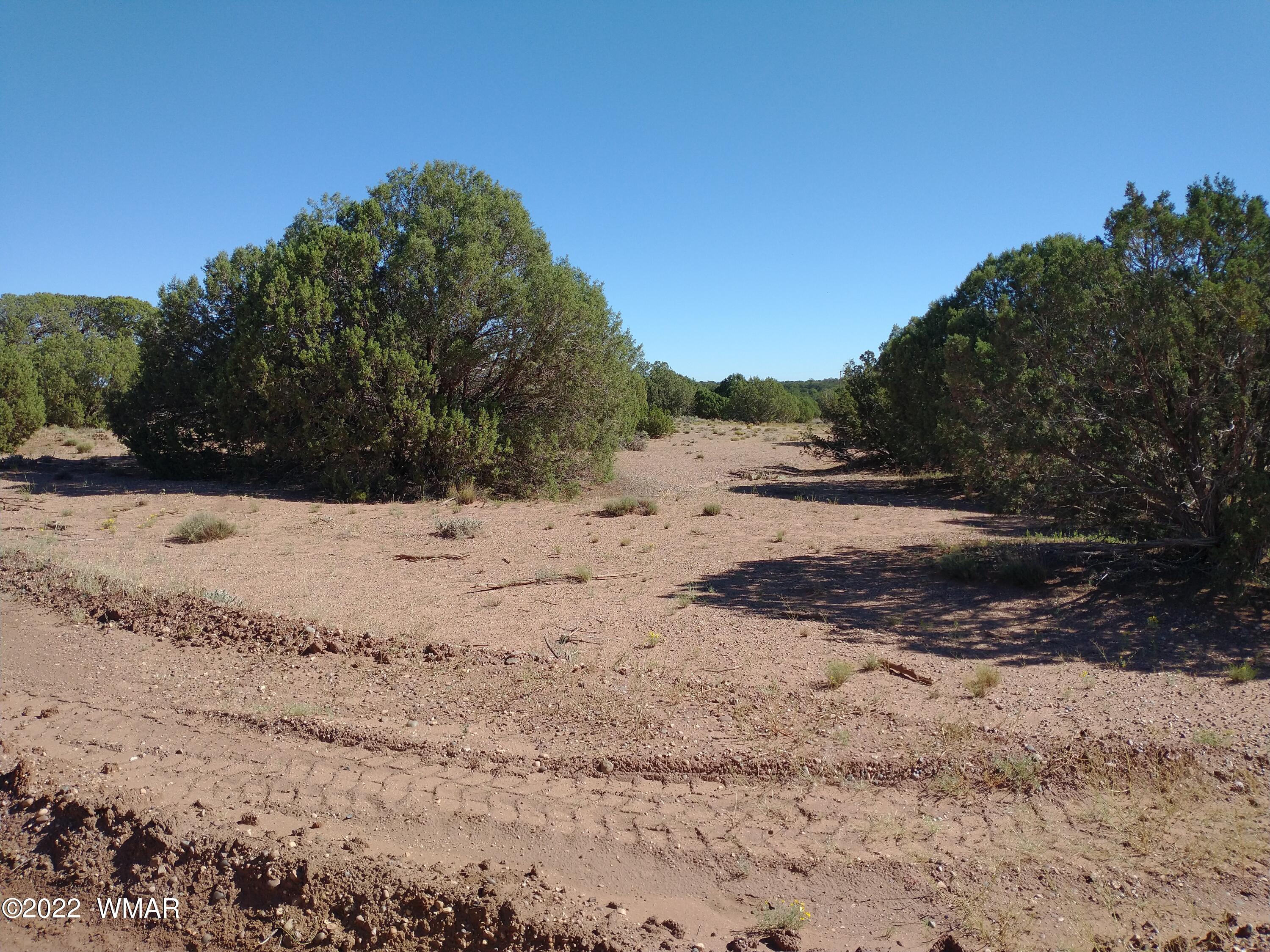 4265 Mountain View Road Snowflake, AZ 85937 - Photo 6 of 14 a view of dirt yard with a large tree