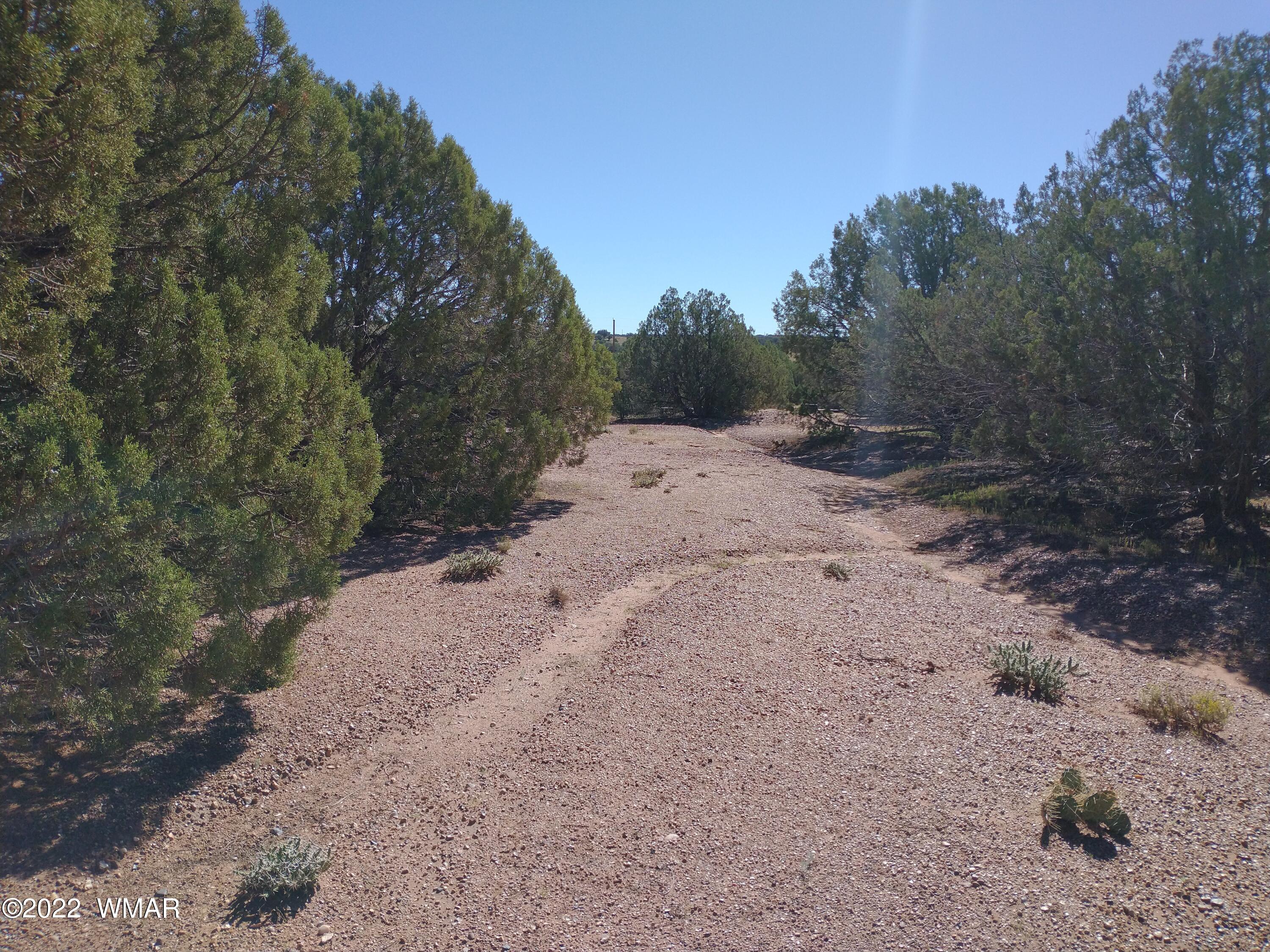 4265 Mountain View Road Snowflake, AZ 85937 - Photo 7 of 14 a view of a dry yard with trees in the background