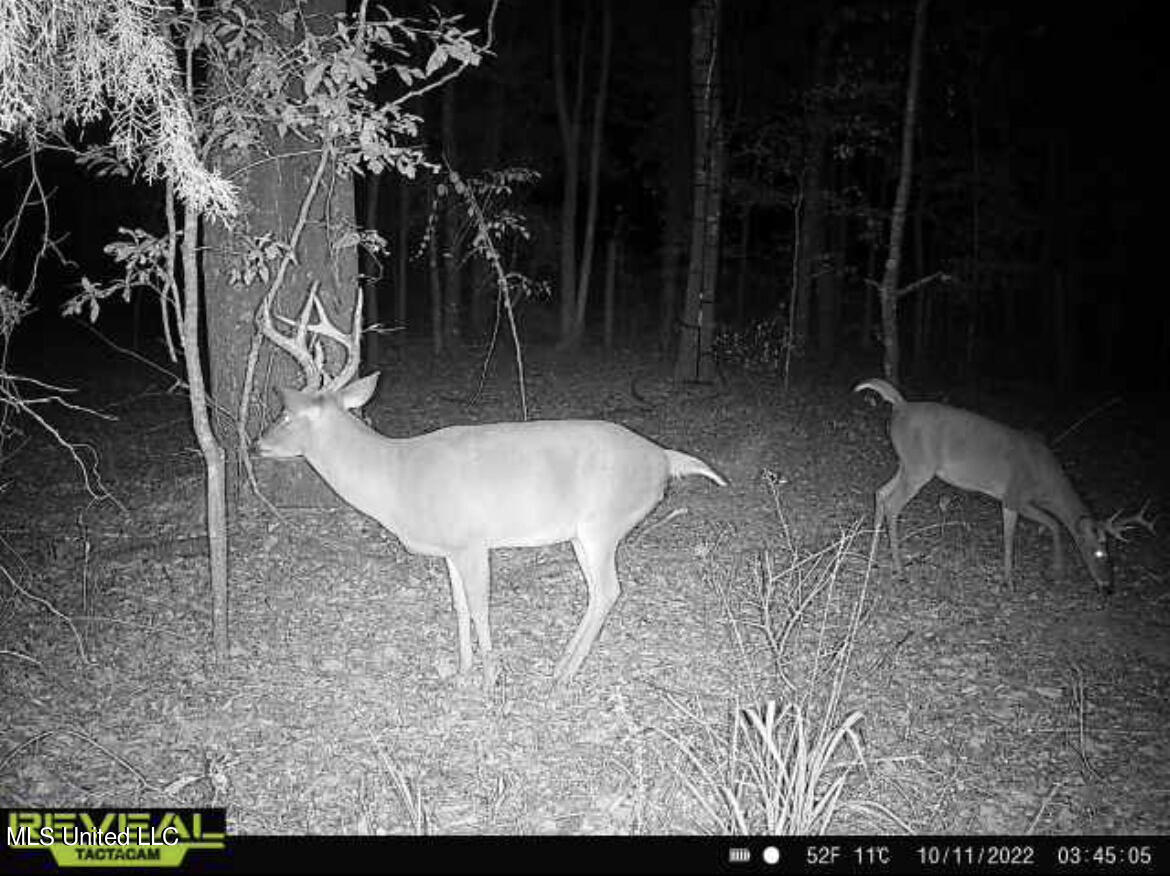 249 Brown Road West Canton, MS 39046 - Photo 44 of 67 56DB1DAB-F5C8-434B-9A41-91C5507384DF
