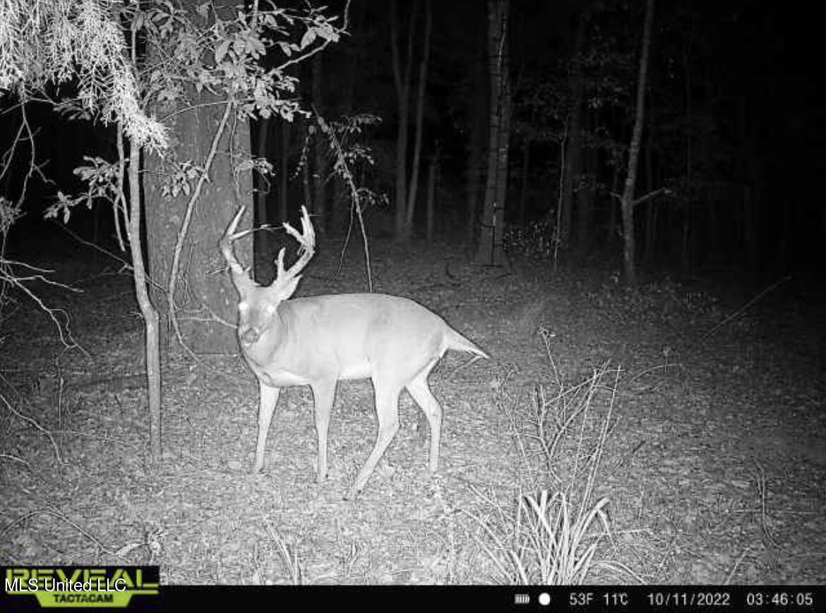249 Brown Road West Canton, MS 39046 - Photo 6 of 67 8E99241C-5198-482D-9FF7-4529F1CB3AE3