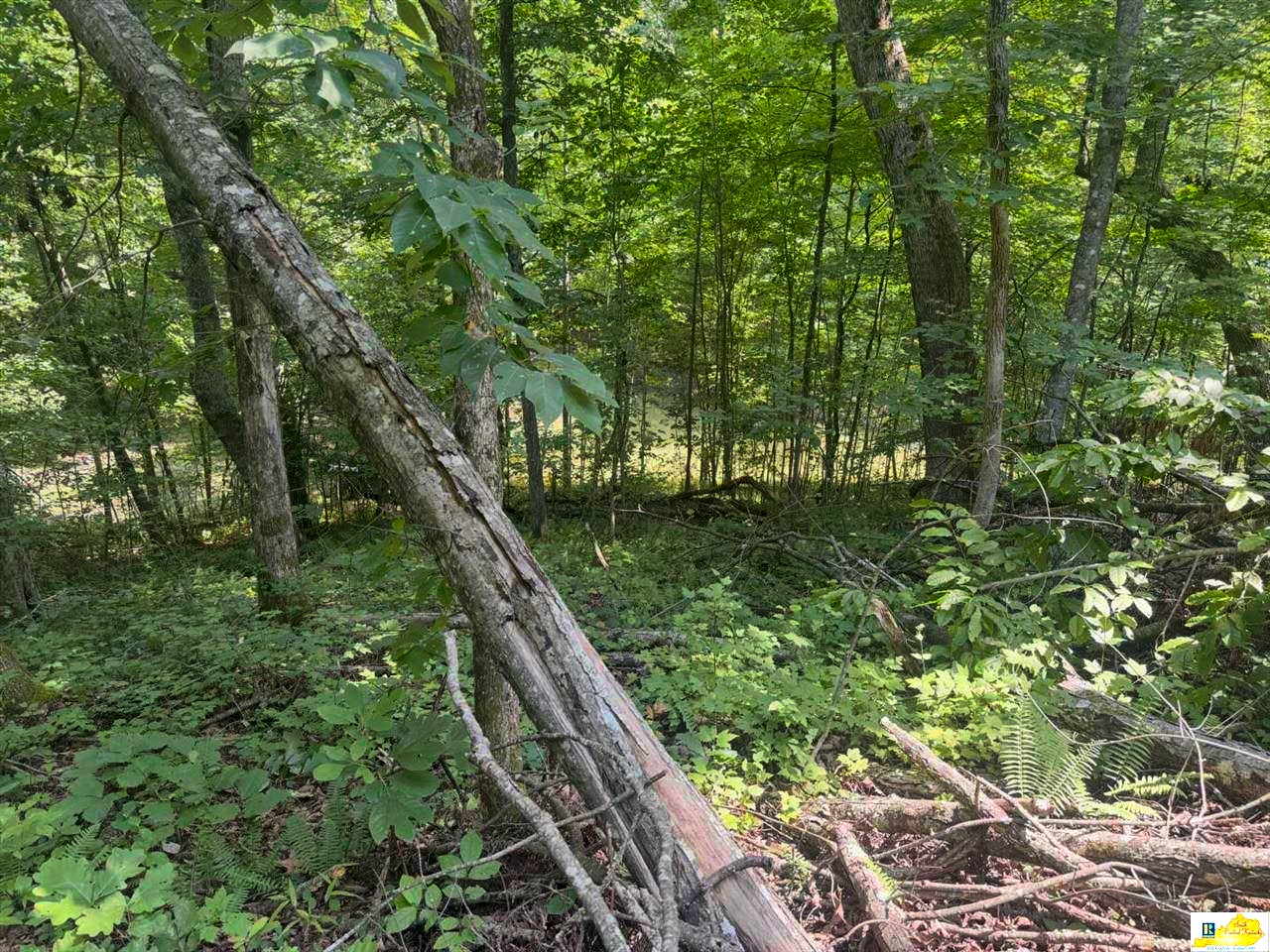 0 Skull Bone Tower Road Stearns, KY 42647 - Photo 18 of 31 Gallery Image 18