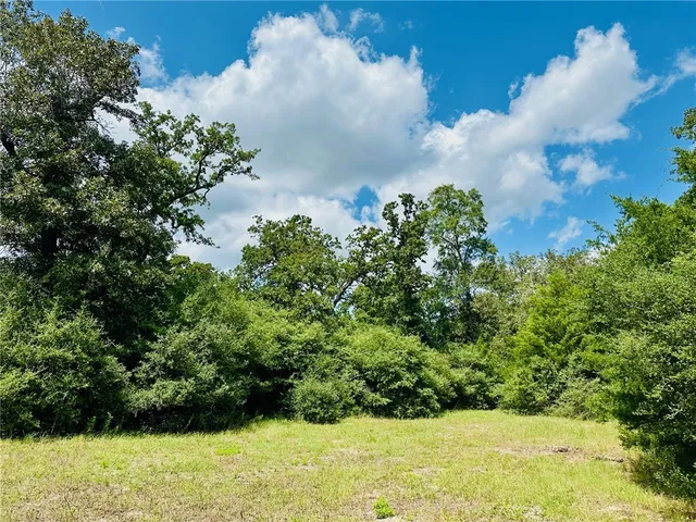a view of a bunch of trees and bushes