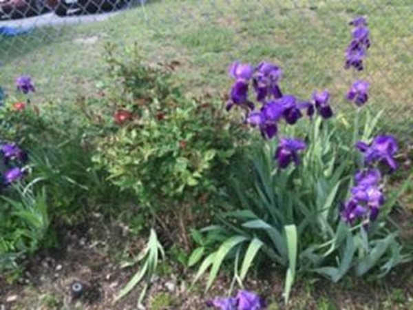 18 Page Street Shirley, MA 01464 - Photo 40 of 41 a view of a flower