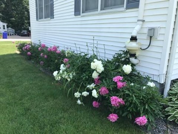 18 Page Street Shirley, MA 01464 - Photo 41 of 41 a view of a flower in a yard