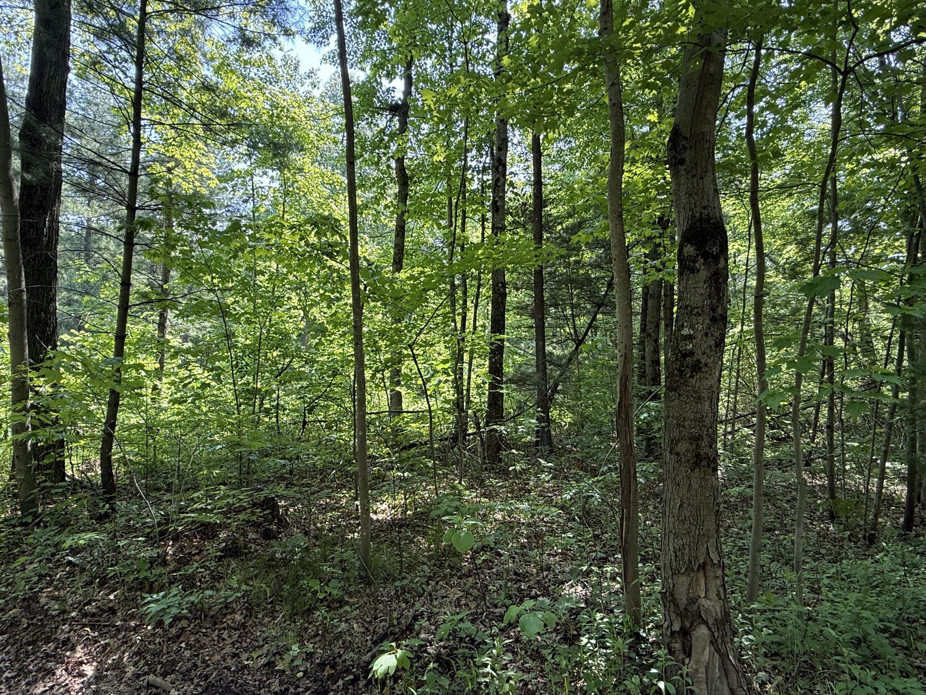 0 Austin Road Twin Lake, MI 49457 - Photo 4 of 11 IMG_8096