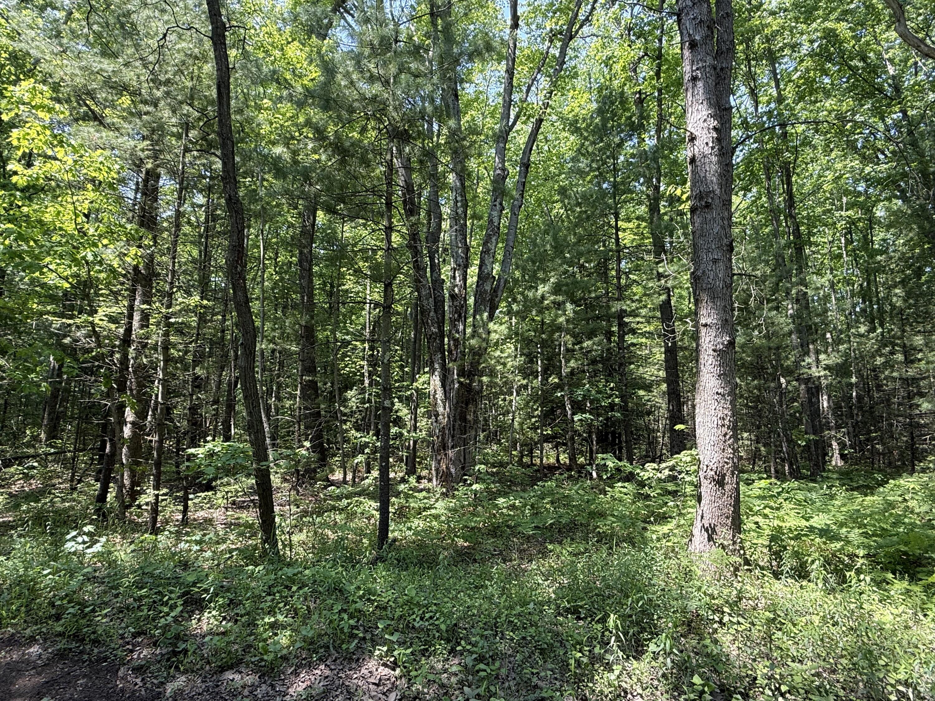 0 Austin Road Twin Lake, MI 49457 - Photo 5 of 11 IMG_8095