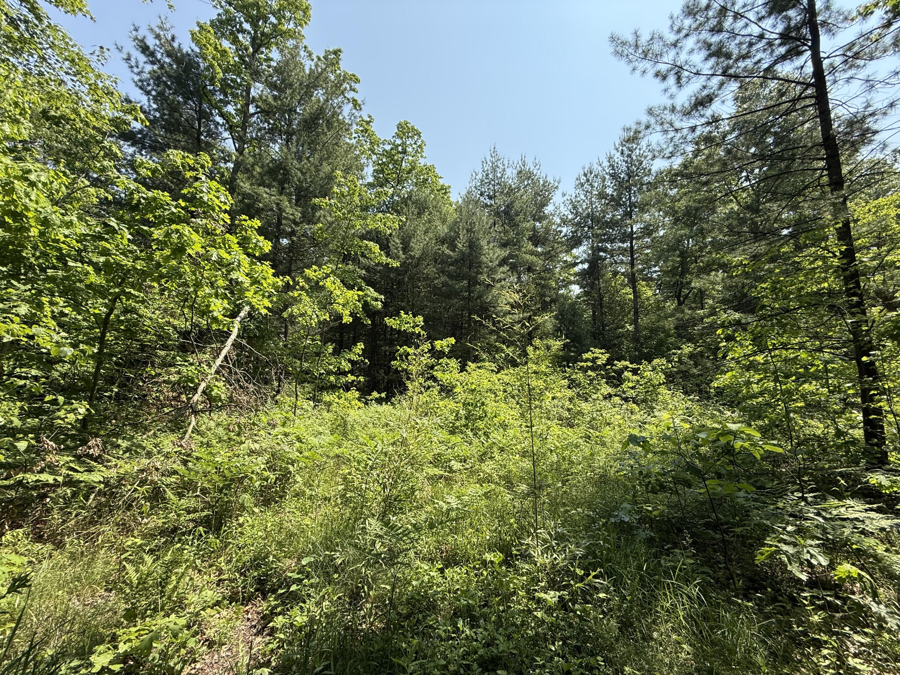 0 Austin Road Twin Lake, MI 49457 - Photo 7 of 11 IMG_8094