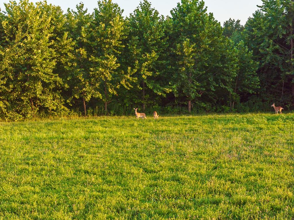 16223 701 County Road Northwest Archie, MO 64725 - Photo 16 of 91
