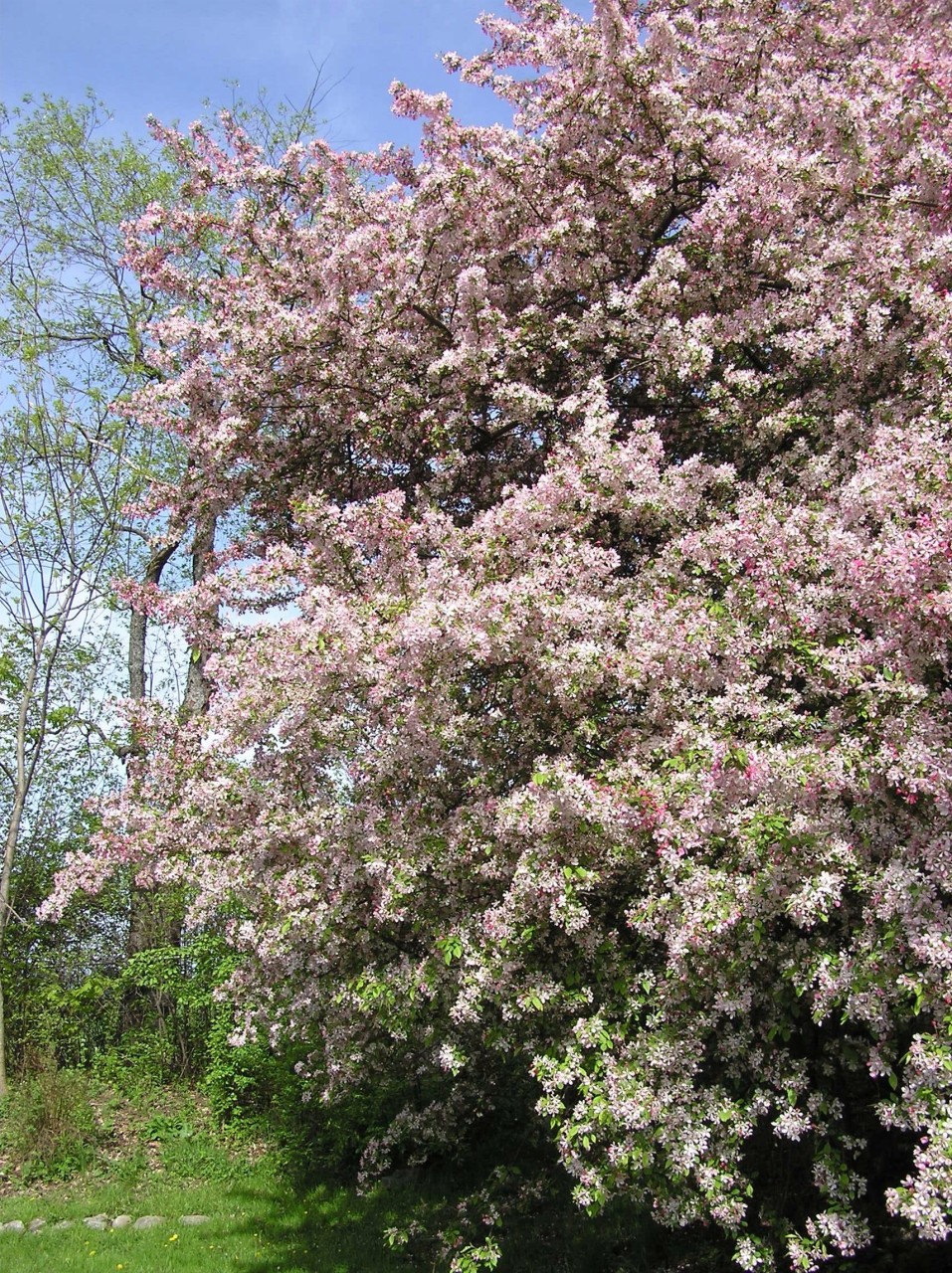 403 Fog Hill Road Austerlitz, NY 12017 - Photo 7 of 11 Beautiful flowering trees