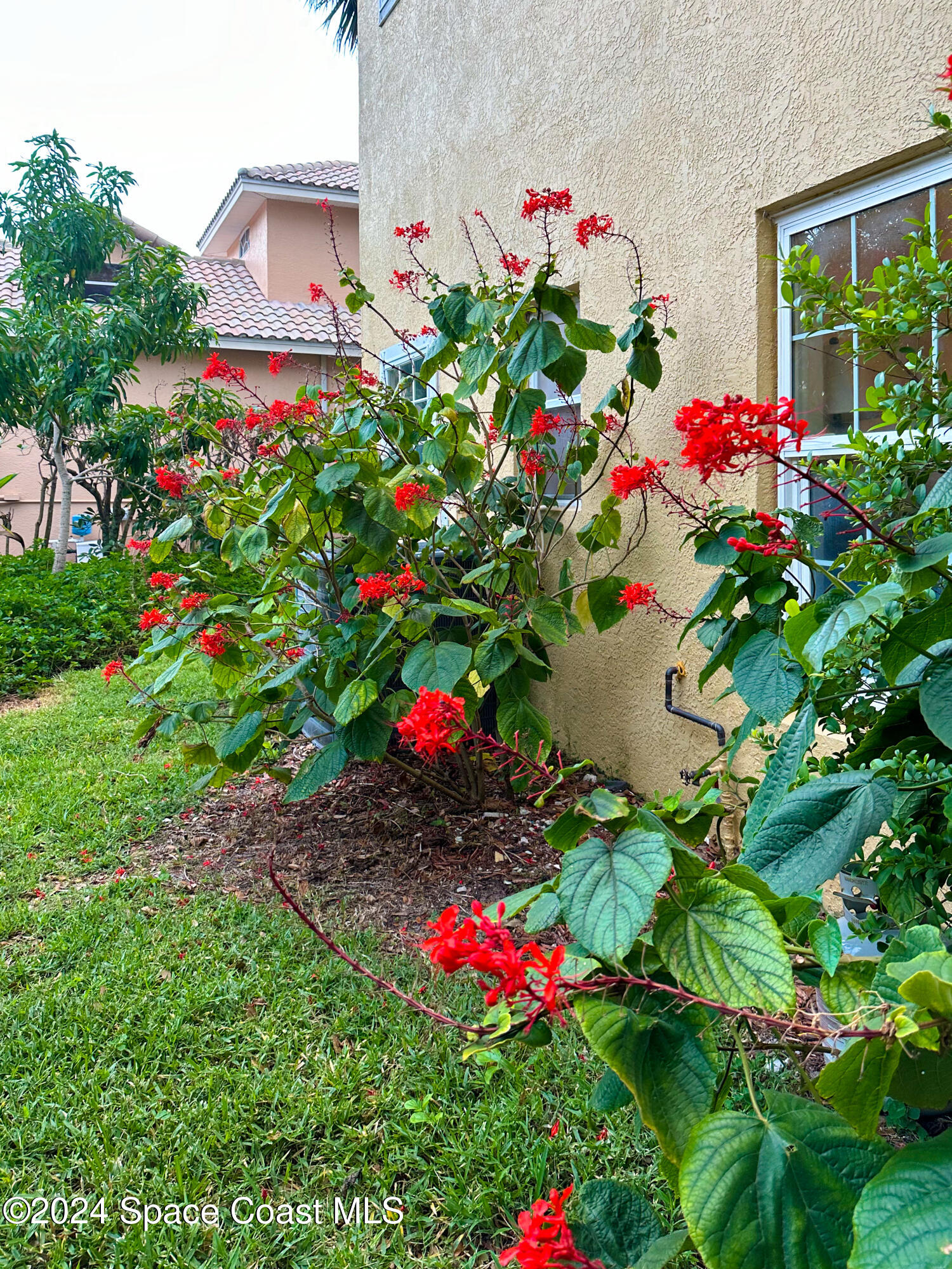 143 Caledonia Drive Melbourne Beach, FL 32951 - Photo 43 of 57 a view of a flower in a garden