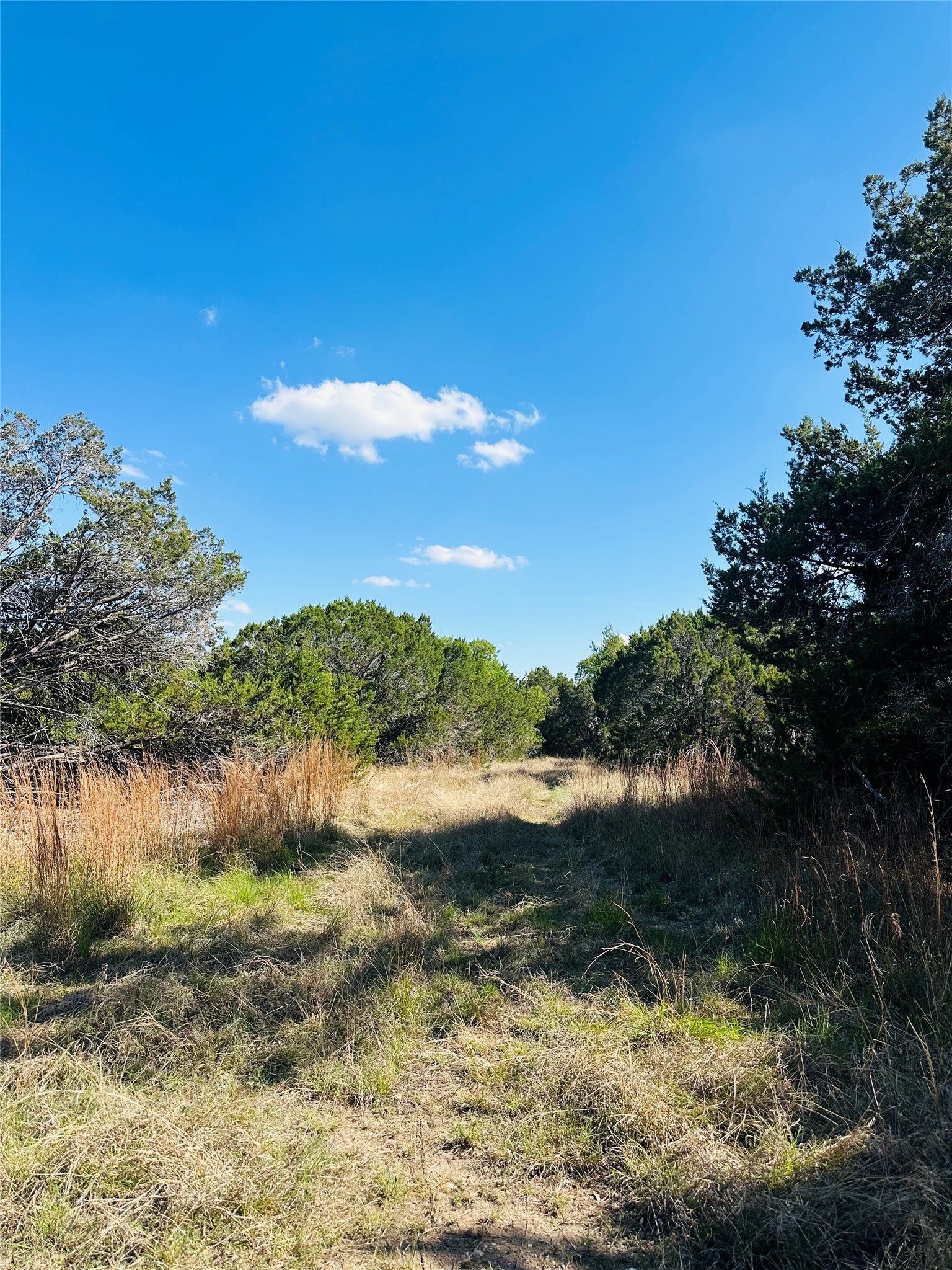 336 County Road 334 Roads Burnet, TX 78611 - Photo 6 of 11 Uncultivated land offers a private, natural setting with lush greenery under an open sky.