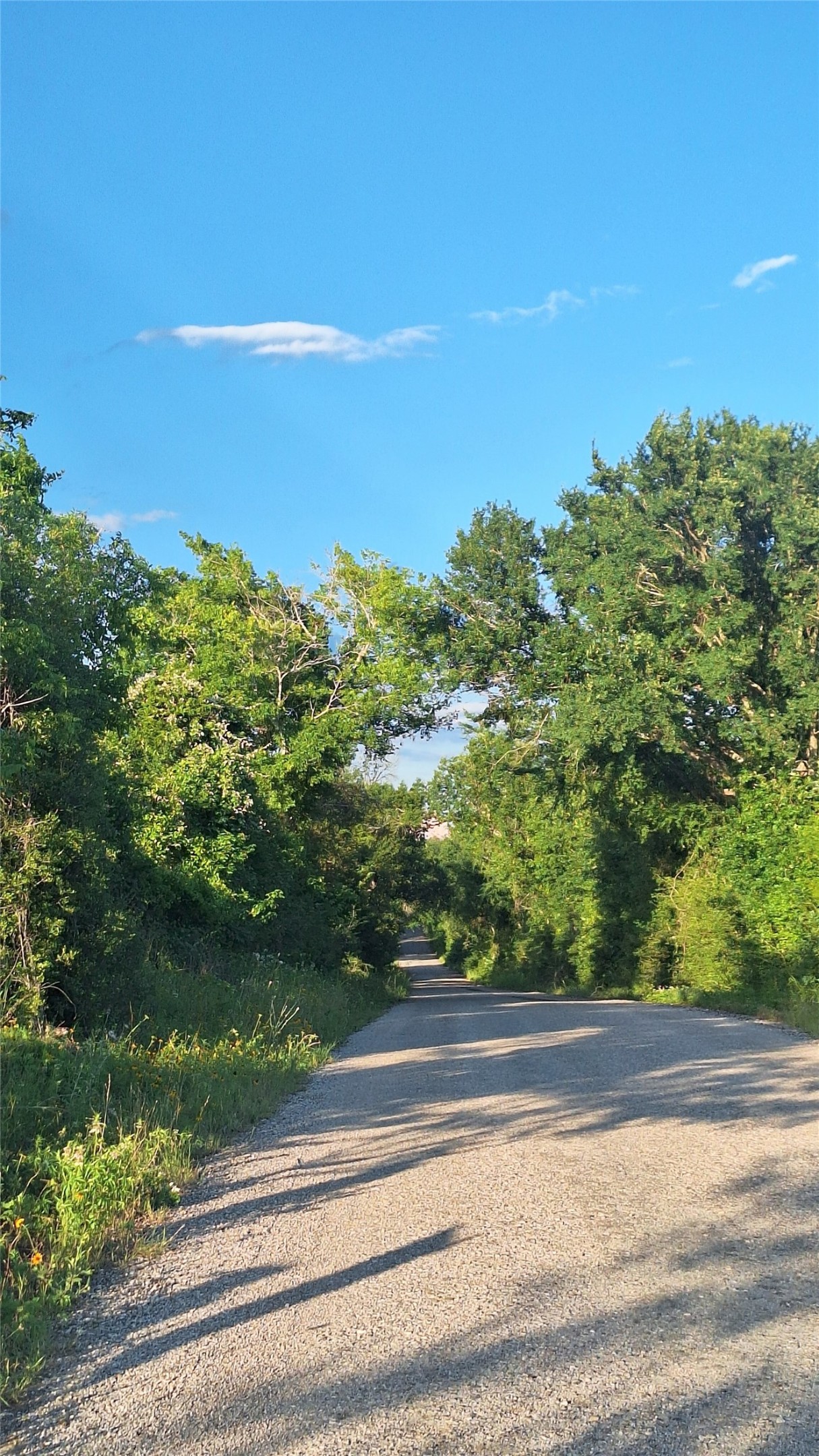 18155 Wellman Road Washington, TX 77880 - Photo 12 of 14 Gravel pathway flanked by lush, mature trees forming a natural canopy