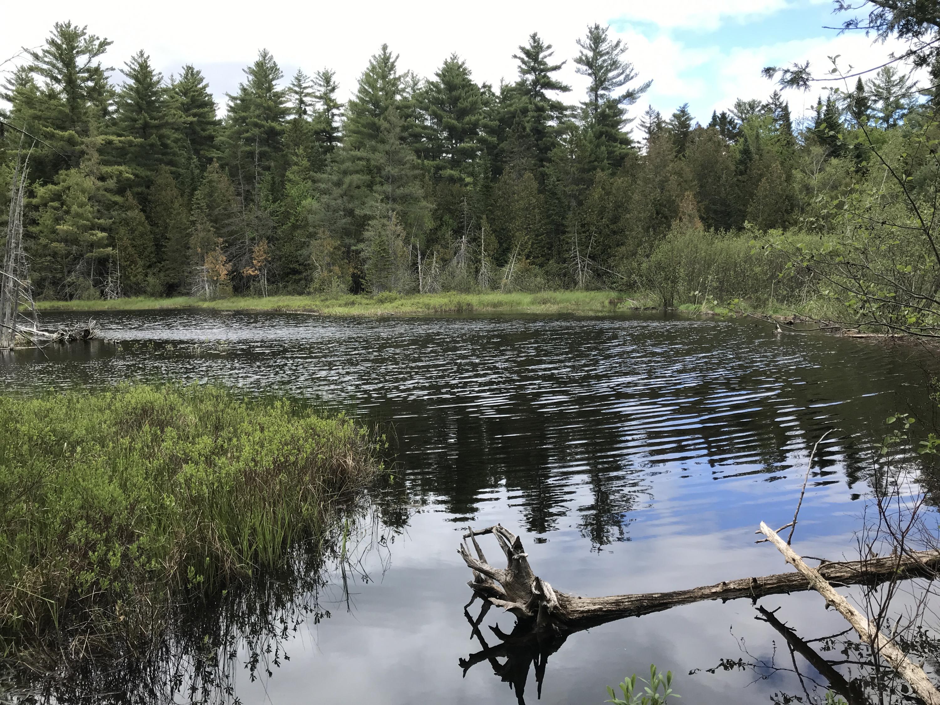 7 Tucker Ridge Road Springfield, ME 04487 - Photo 16 of 22 Maine Wildlife Pond for sale