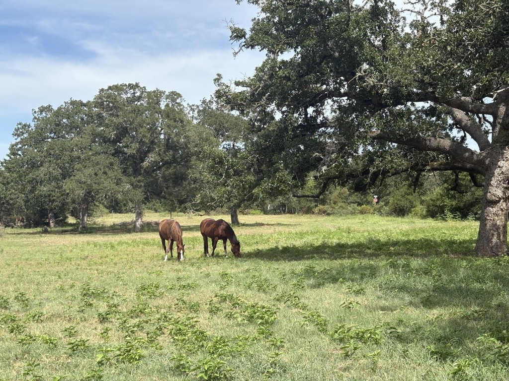 1430 Antioch Road Paige, TX 78659 - Photo 12 of 40 a view of outdoor space with deck and yard
