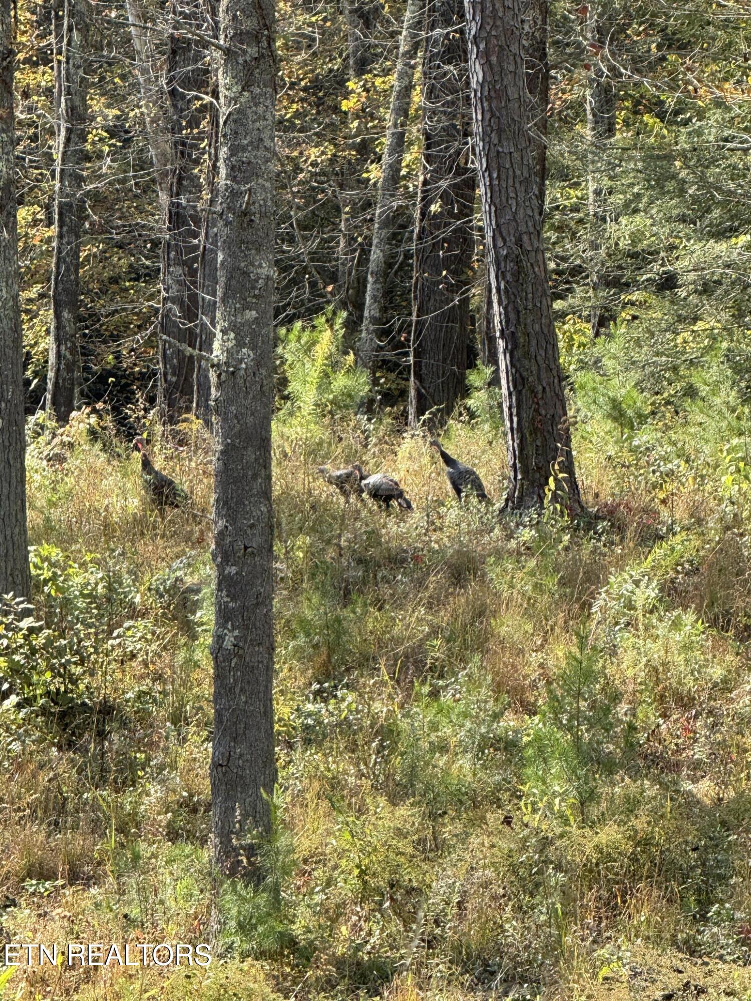 Long Branch Road Del Rio, TN 37727 - Photo 27 of 27 IMG_2239