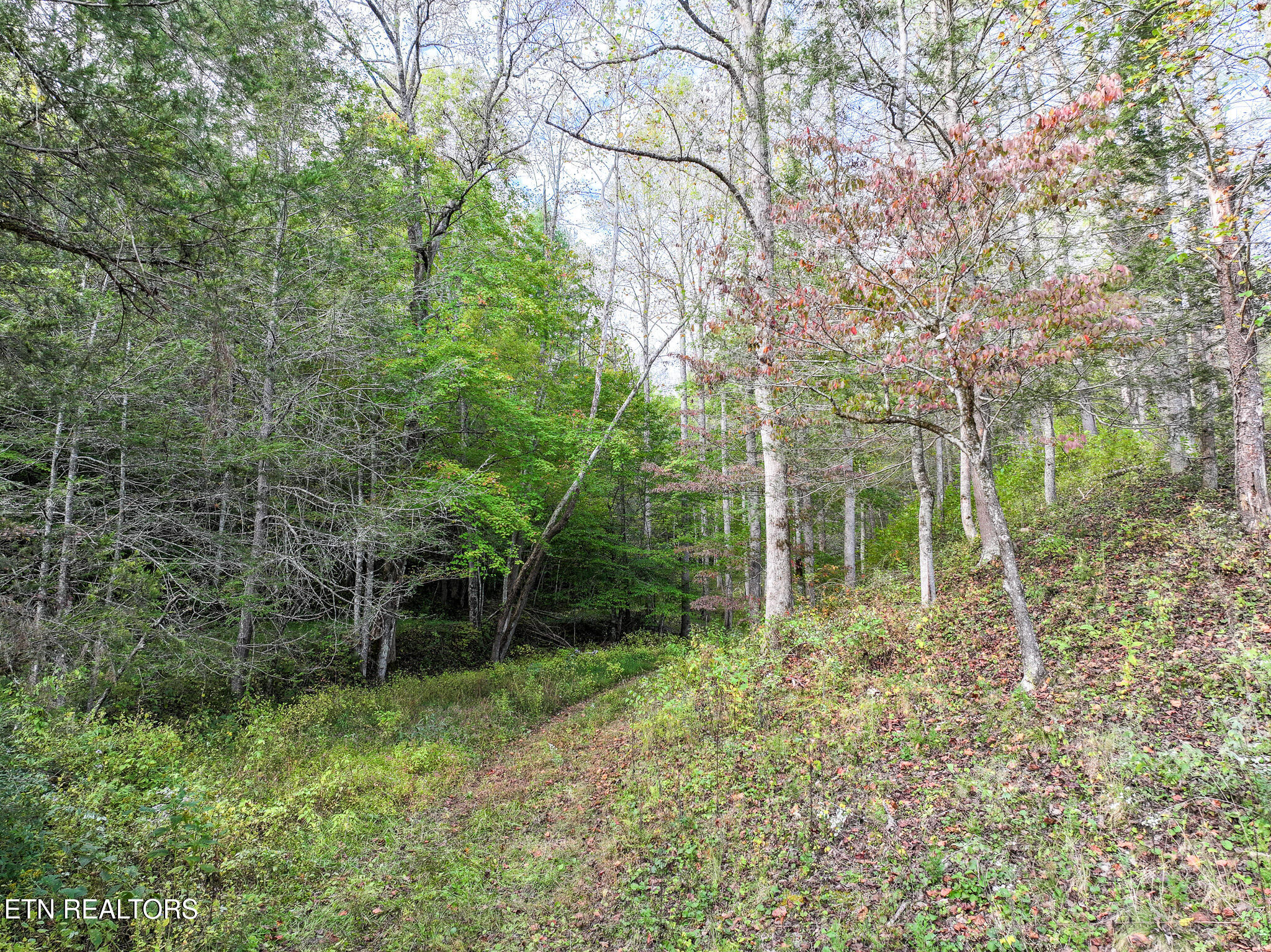 Long Branch Road Del Rio, TN 37727 - Photo 6 of 27 DJI_20251004200227_0399_D