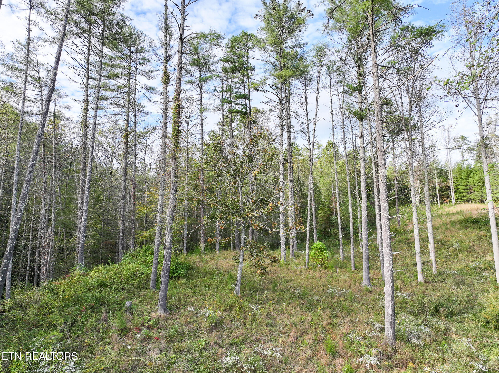 Long Branch Road Del Rio, TN 37727 - Photo 7 of 27 DJI_20251004200248_0400_D