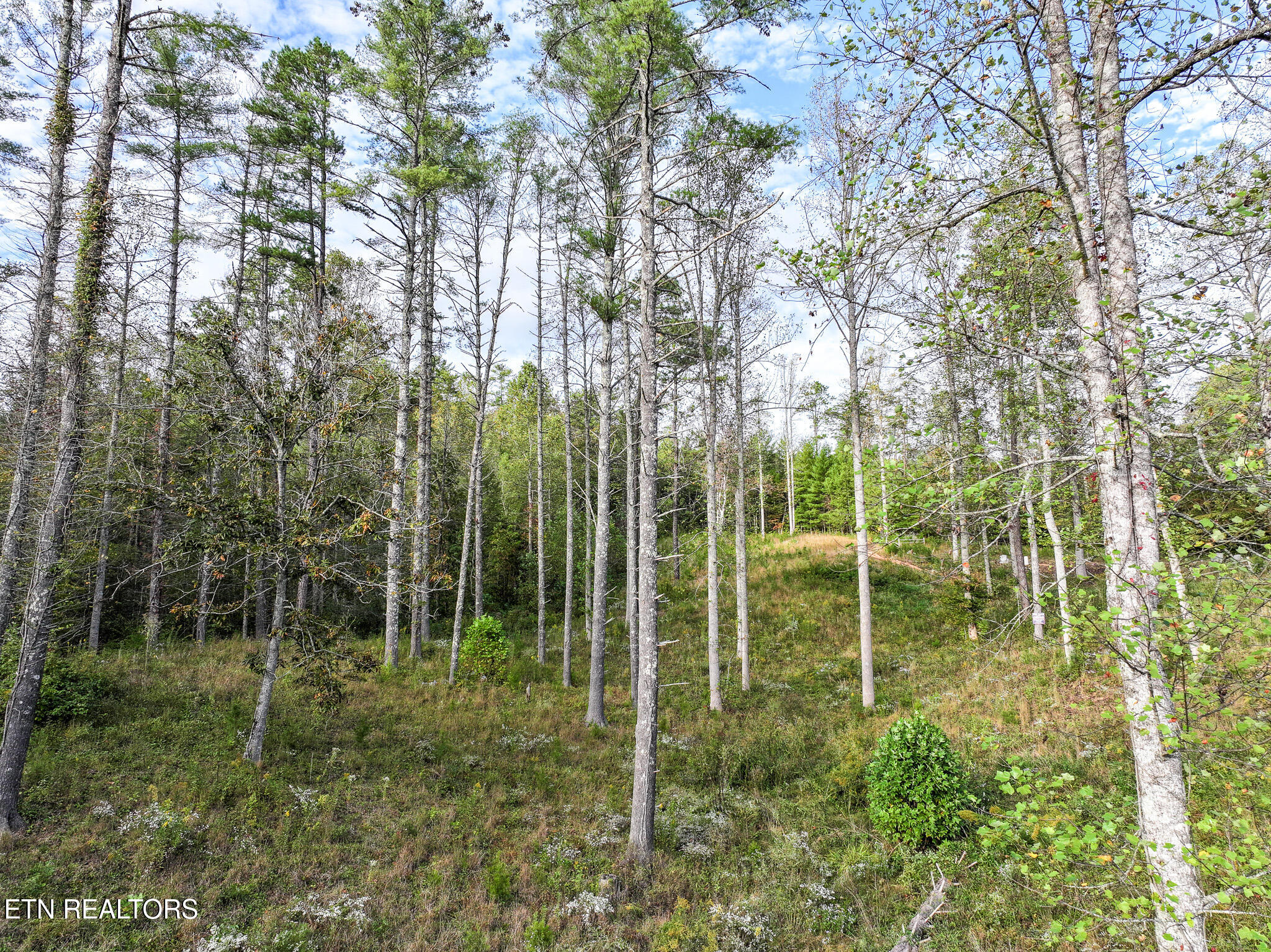 Long Branch Road Del Rio, TN 37727 - Photo 8 of 27 DJI_20251004200251_0401_D