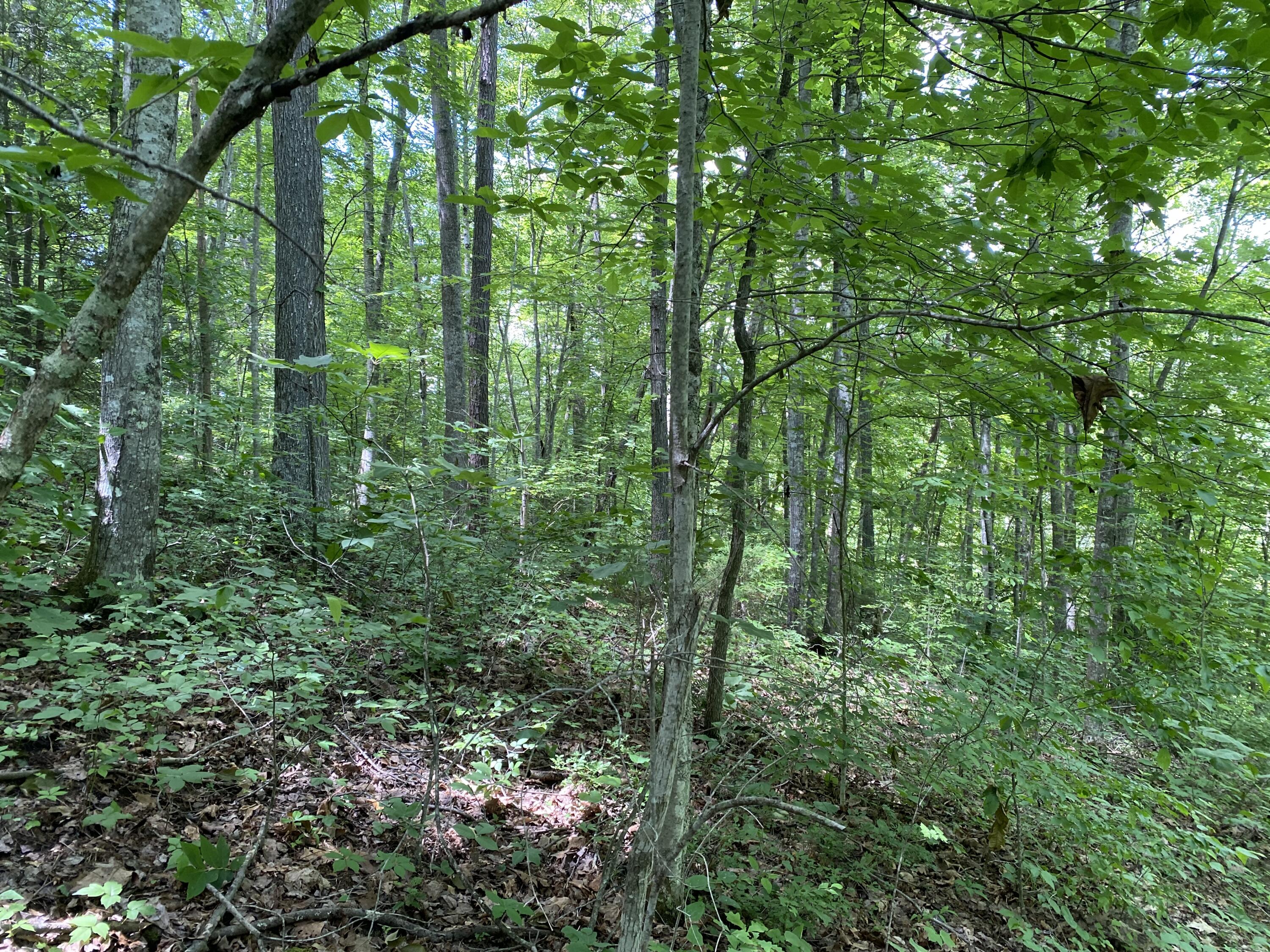 3455 Chaney Ridge Road London, KY 40741 - Photo 12 of 16 73B2E7DF-A06D-4B53-956D-BDEEA0B6C76C