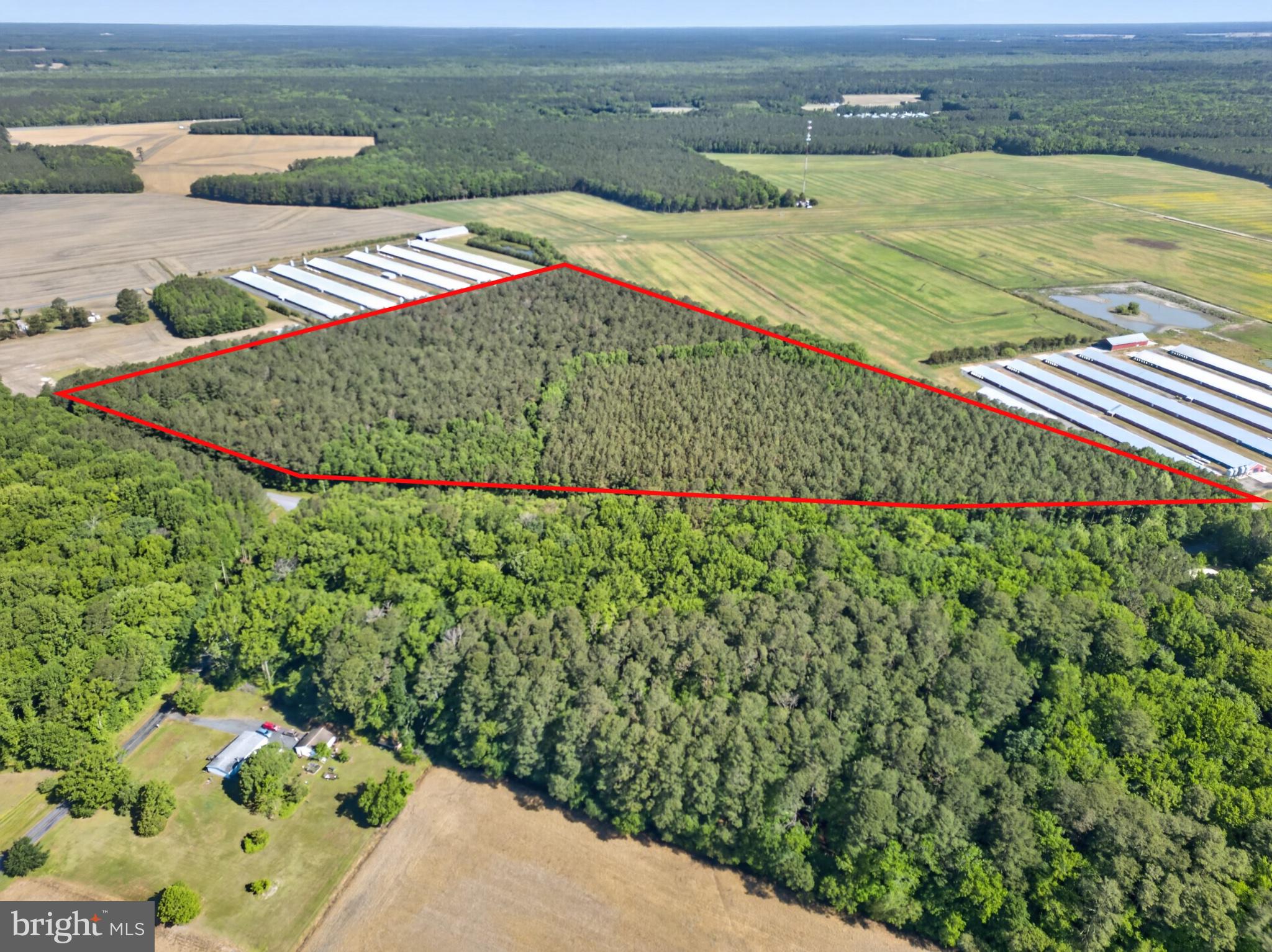 Johnson Neck Road Pocomoke City, MD 21851 - Photo 3 of 9 Expansive wooded land awaits you.