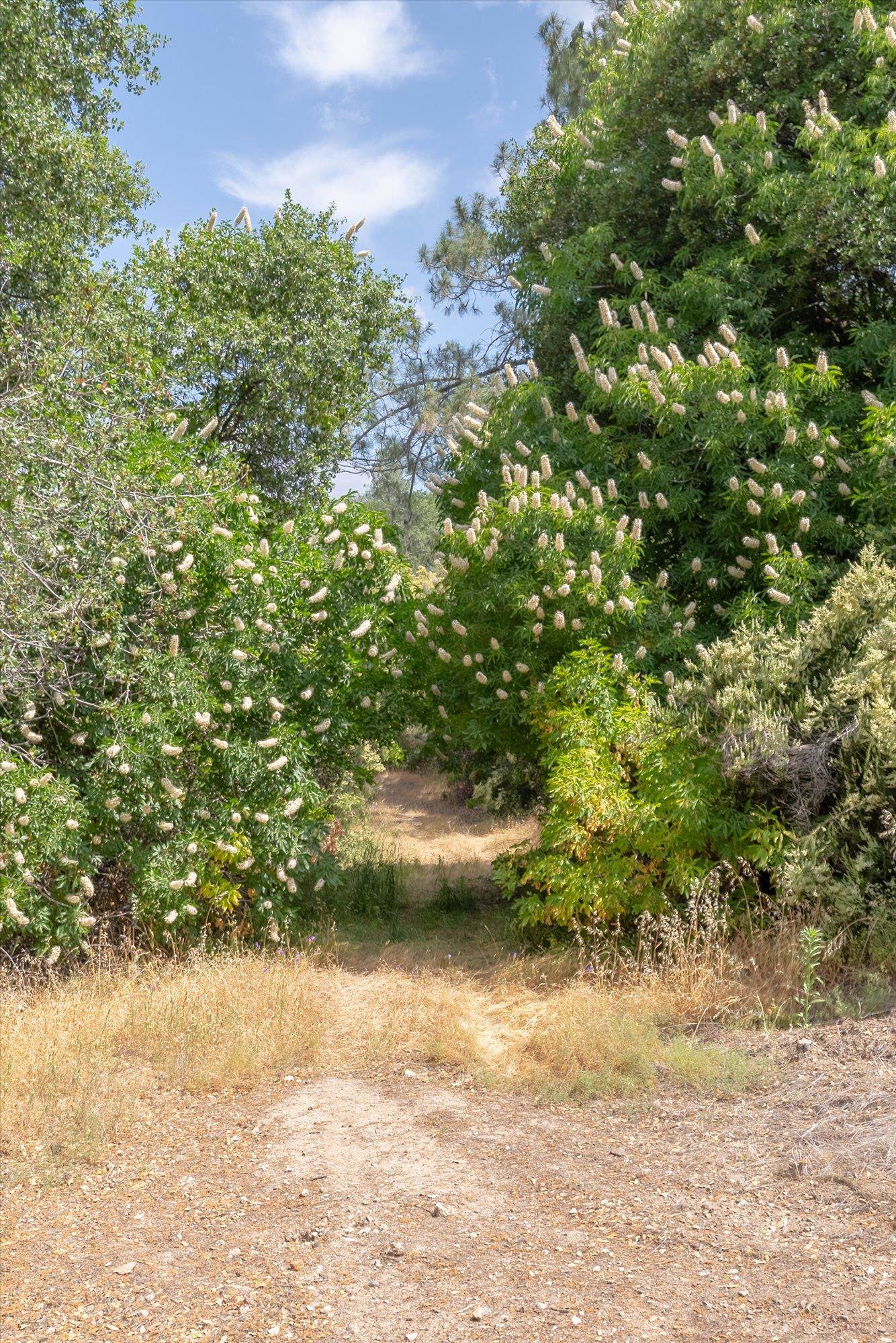 5535 Parrotts Ferry Road Vallecito, CA 95251 - Photo 14 of 32