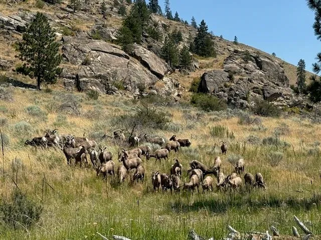 $525,000 | 42040 Lakeview Drive North, Davenport, WA 99122