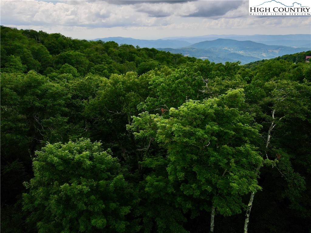 Fox Crest Road Beech Mountain, NC 28604 - Photo 11 of 21 a view of a lush green forest with lots of trees