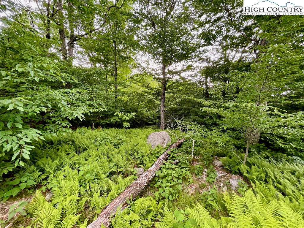 Fox Crest Road Beech Mountain, NC 28604 - Photo 13 of 21 a view of a garden with plants