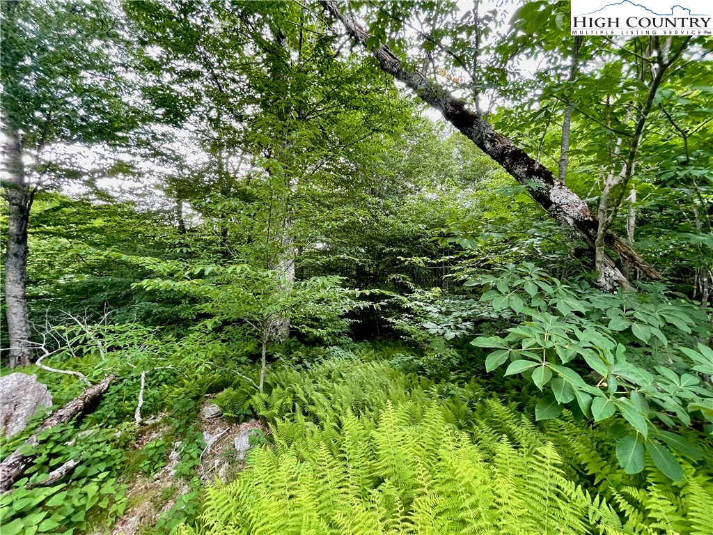 Fox Crest Road Beech Mountain, NC 28604 - Photo 14 of 21 a view of a lush green forest