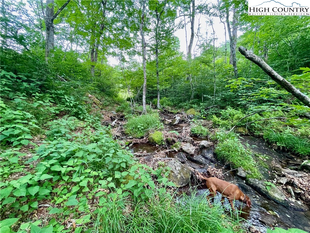Fox Crest Road Beech Mountain, NC 28604 - Photo 19 of 21 a view of a garden with a tree