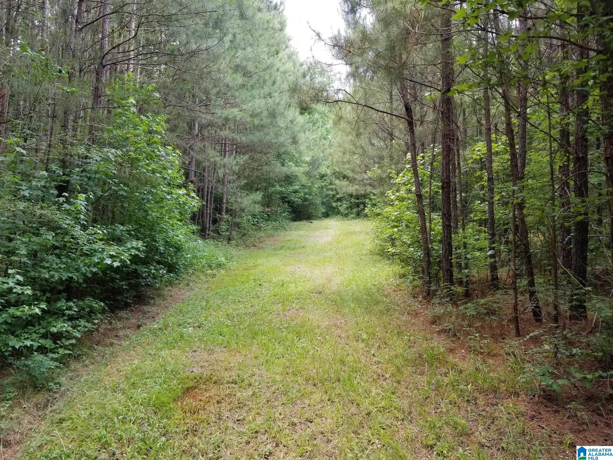 Honeycutt Road Remlap, AL 35133 - Photo 11 of 24