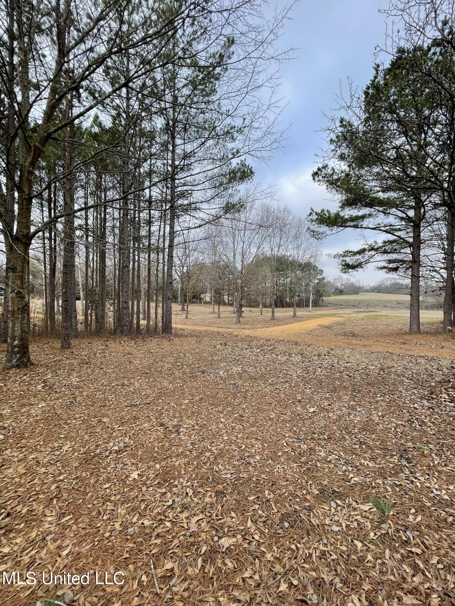 953 Walker Road Coldwater, MS 38618 - Photo 4 of 15 Land and Driveway