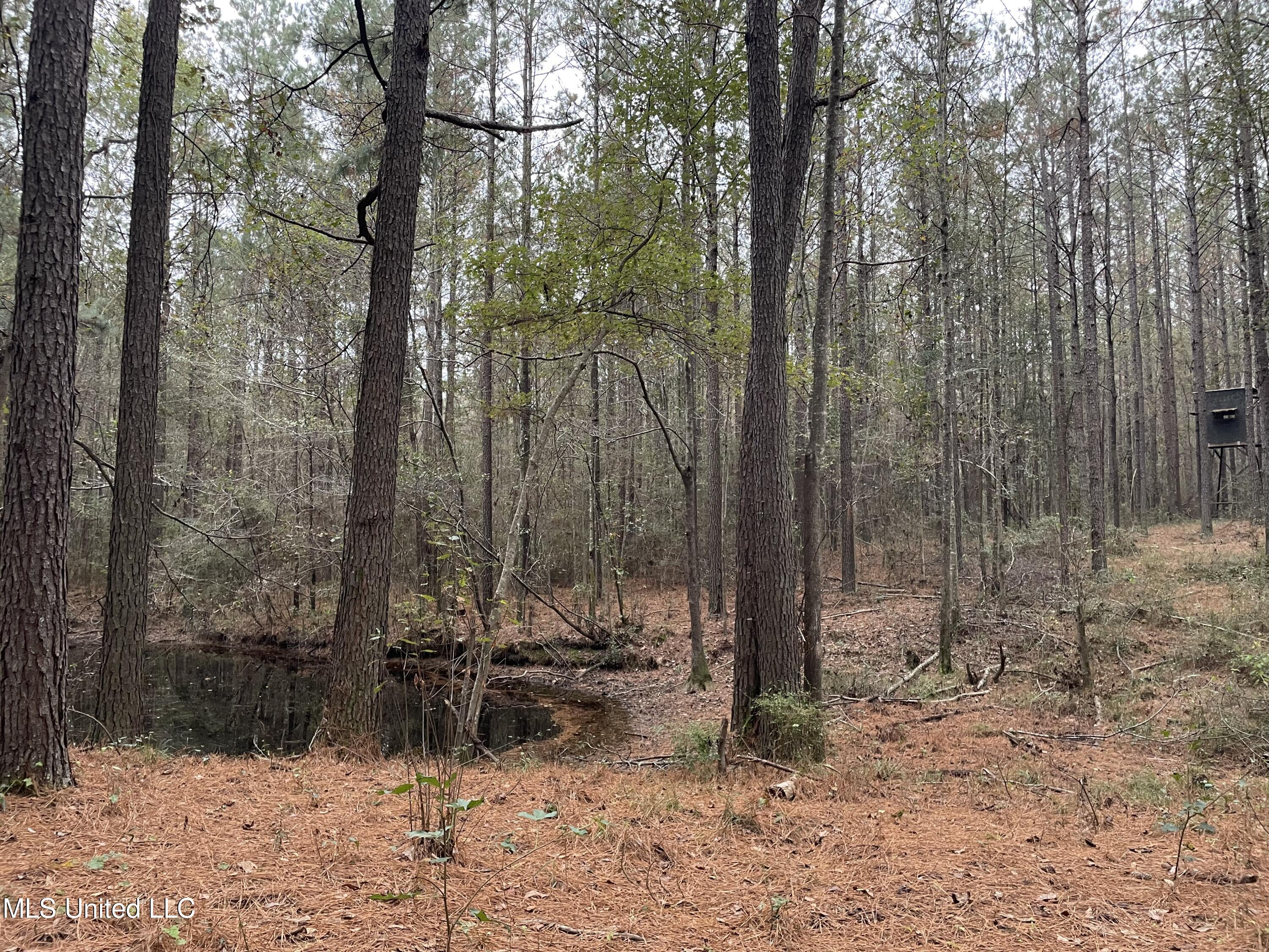 1 Winic Pierce Road Seminary, MS 39479 - Photo 54 of 60 6BA0D3DD-BF24-487C-B068-50B726C58AEE