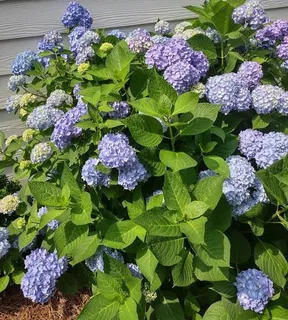 $520,000 | 310 Pepperwood Way, Canton, GA 30114