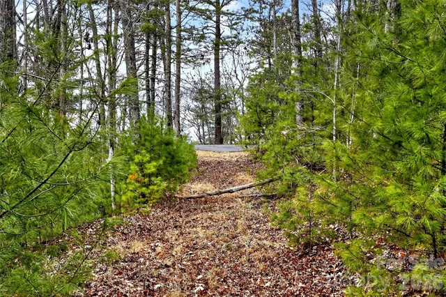 a view of a yard with plants and tree
