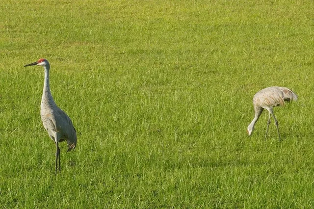 $3,200 | 1315 Yorkshire Court, Davenport, FL 33896