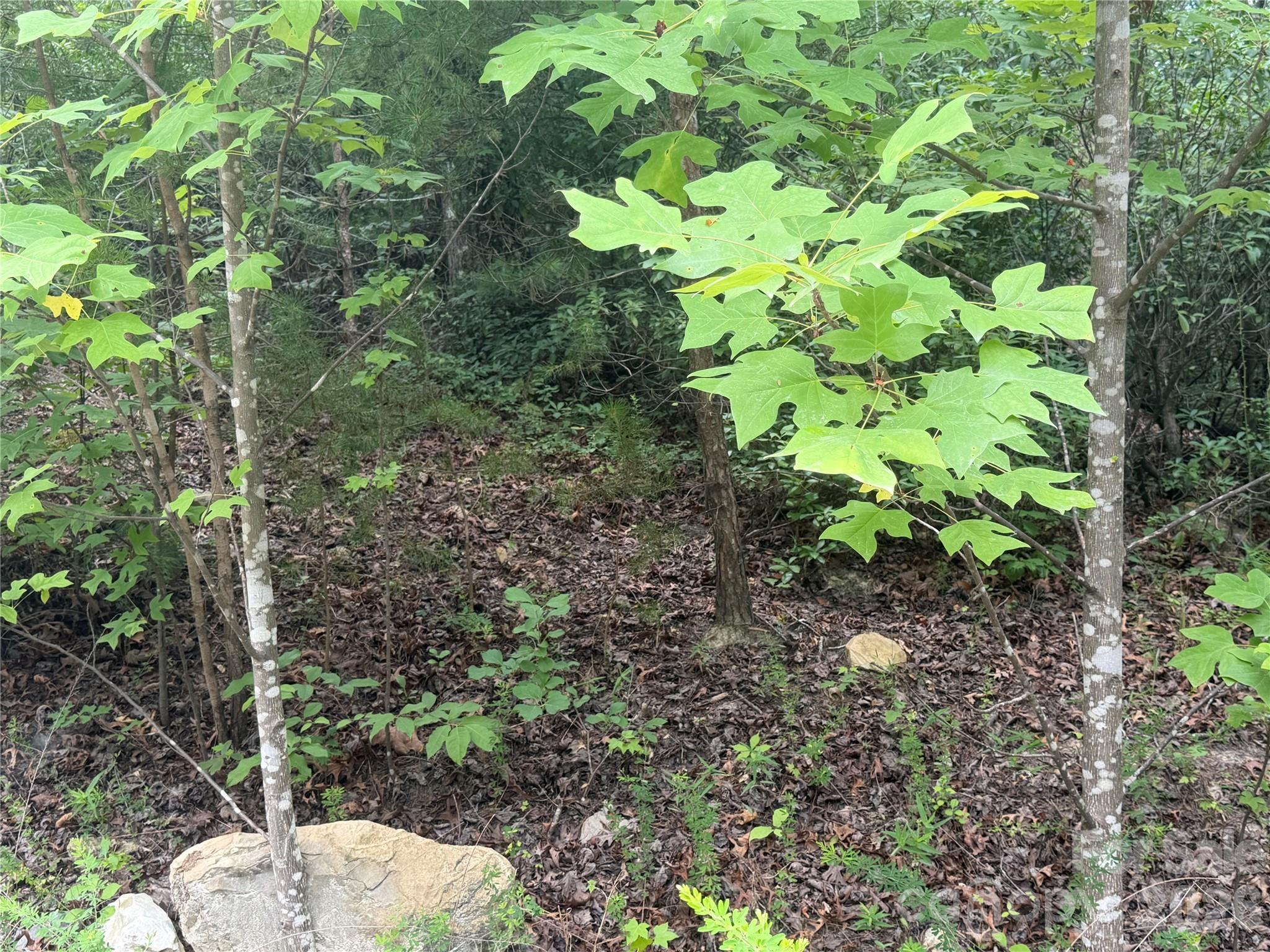 6 Dobsons Knob Loop Road Marion, NC 28752 - Photo 3 of 14