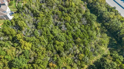 a view of a lush green forest