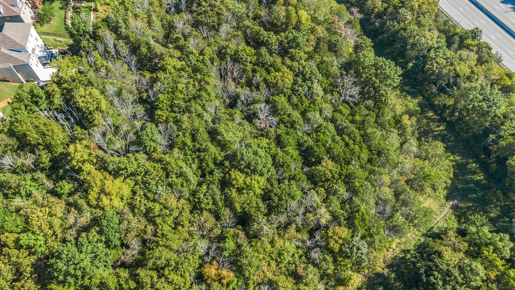 290 Forrest Valley Circle Nashville, TN 37209 - Photo 12 of 20 a view of a lush green forest