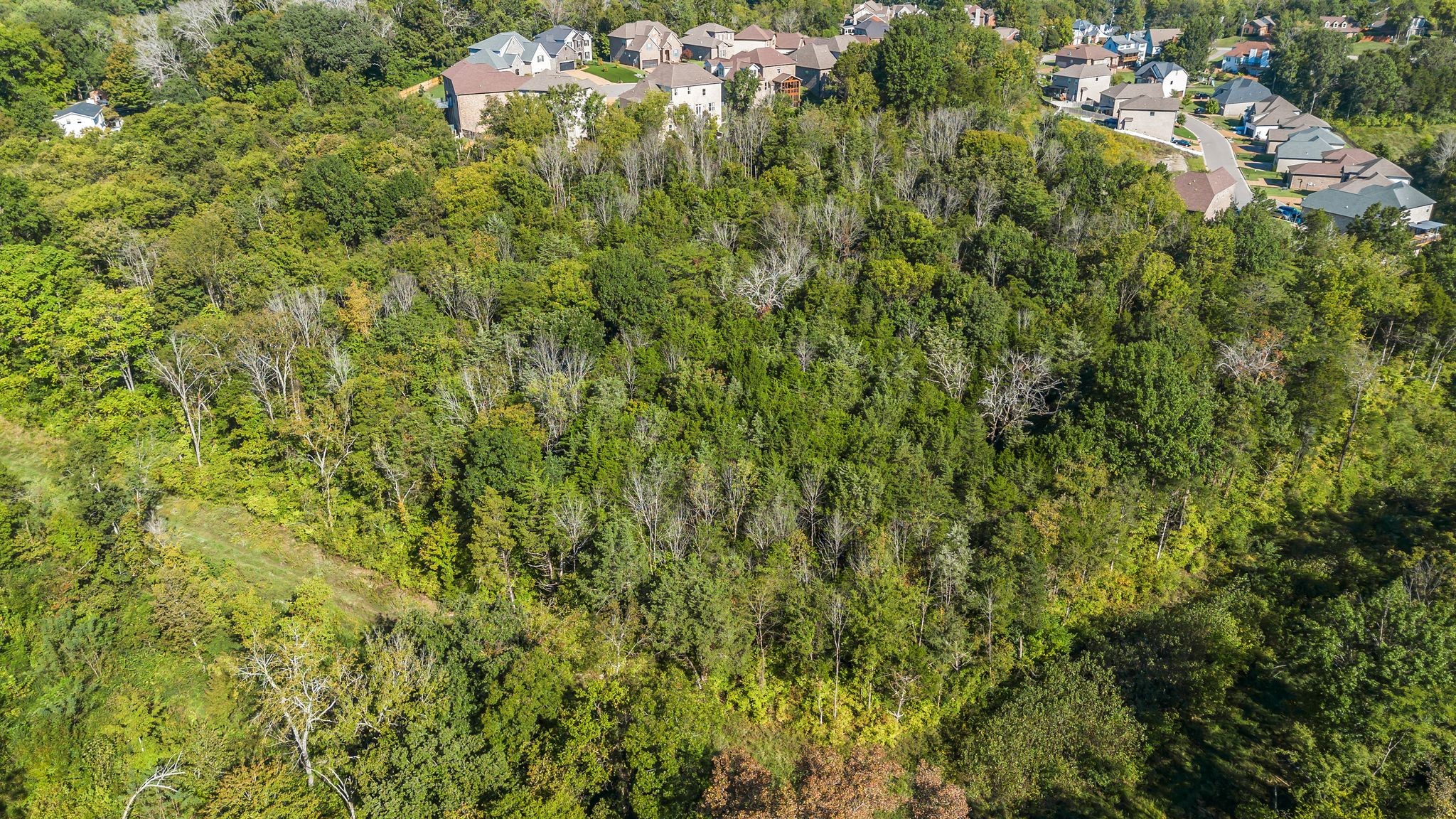 290 Forrest Valley Circle Nashville, TN 37209 - Photo 16 of 20 a view of a bunch of trees