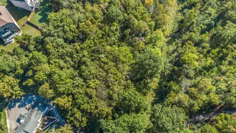 a view of a lush green forest