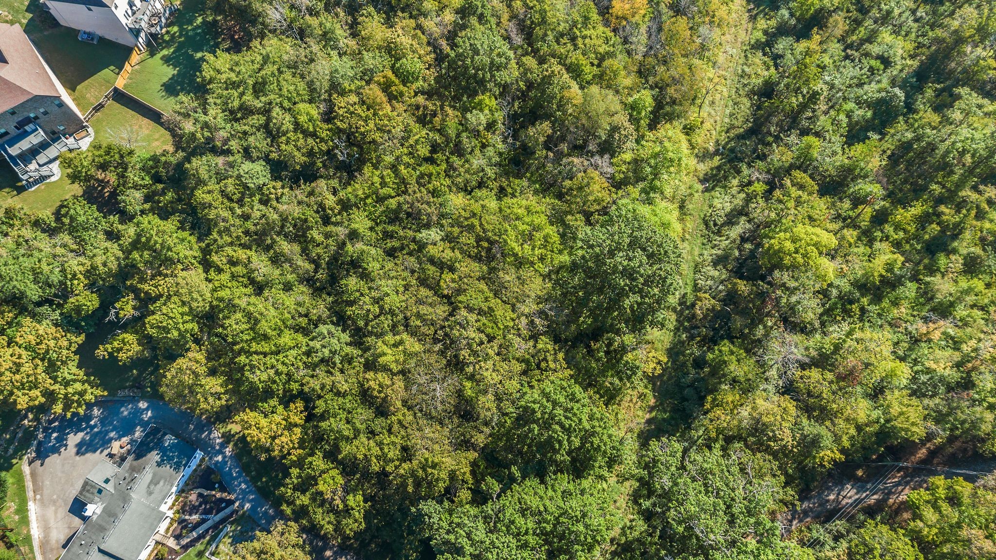 290 Forrest Valley Circle Nashville, TN 37209 - Photo 10 of 20 a view of a lush green forest